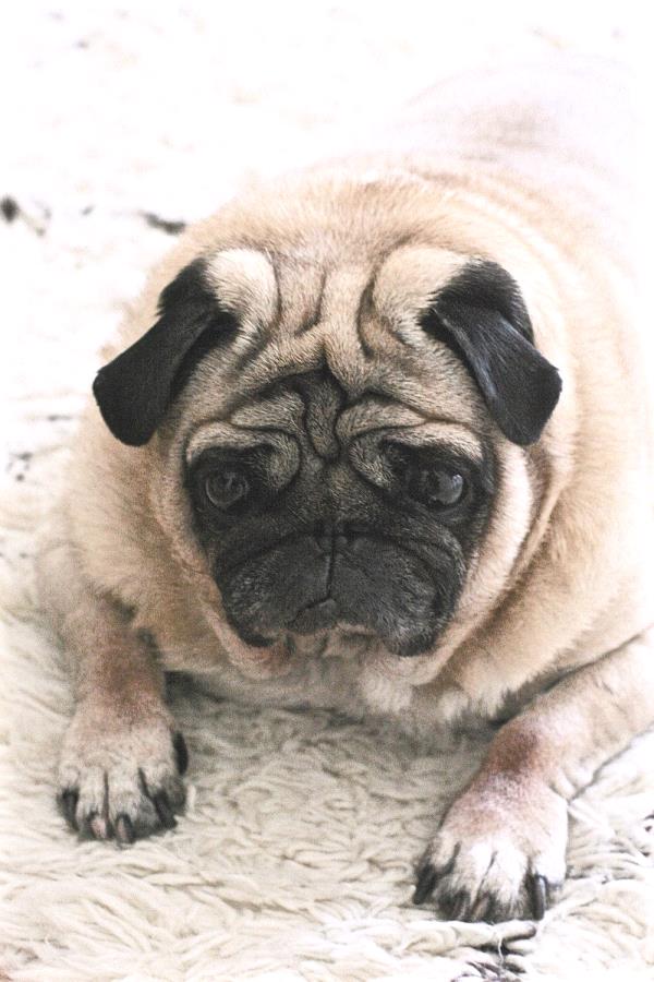 /images/uploads/pug nation rescue of los angeles/2018pugnation/entries/6137thumb.jpg